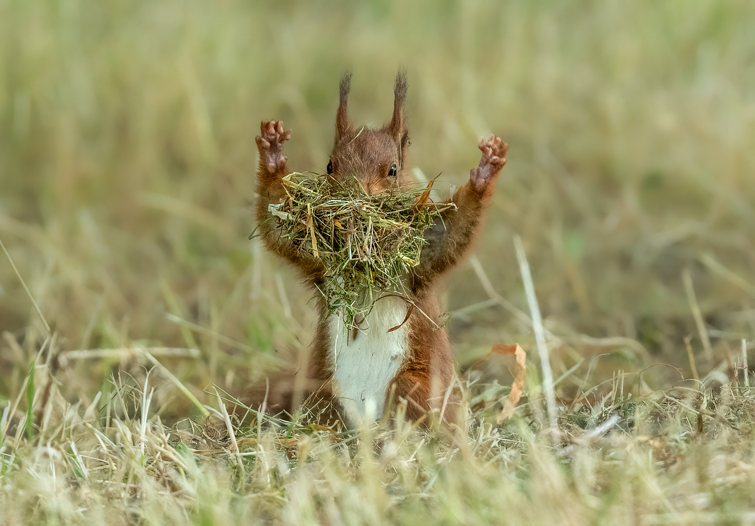 Eichhörnchen mit Kobelmaterial