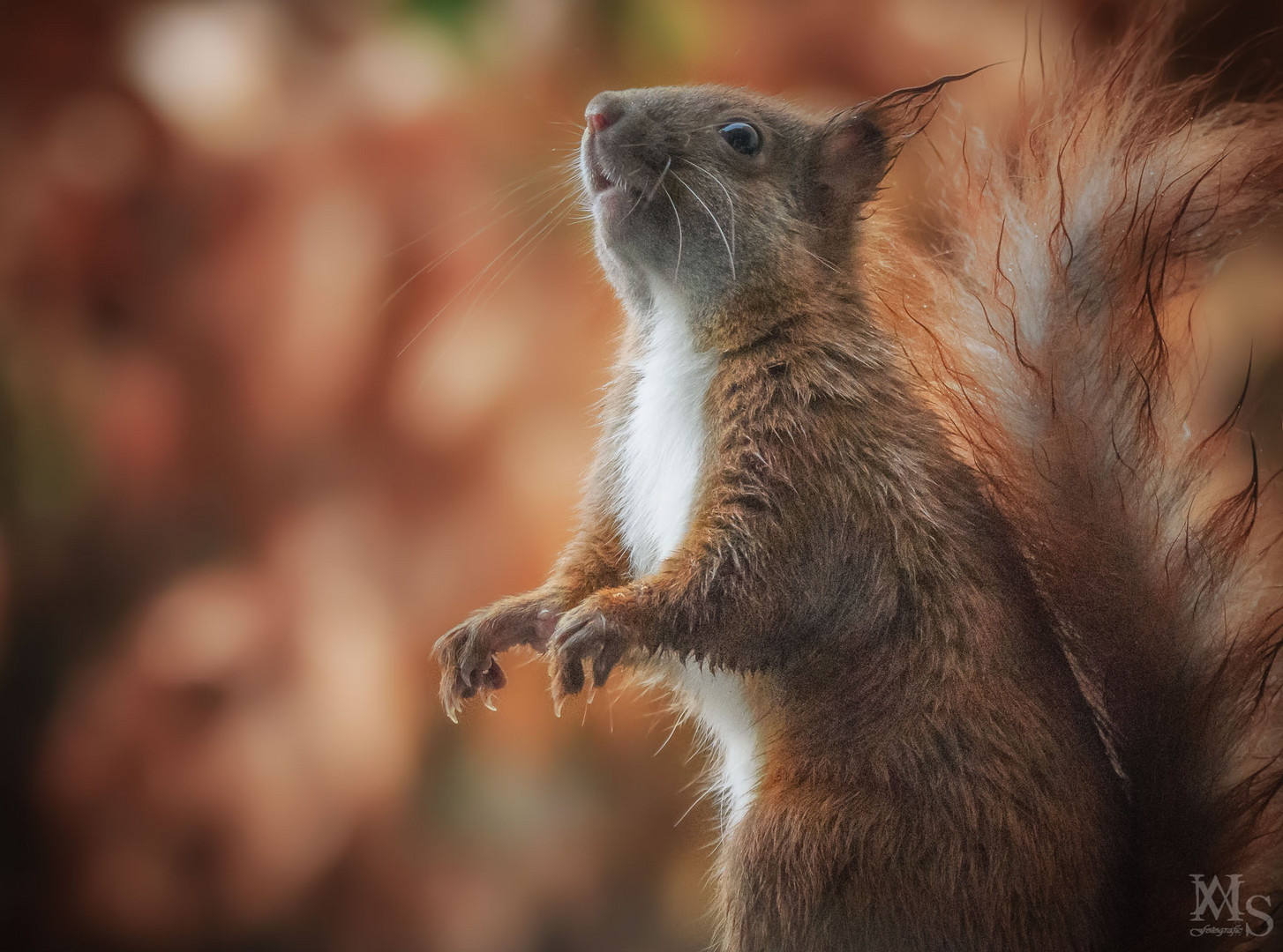 Eichhörnchen mit männchen Pose :-) 