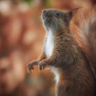 Eichhörnchen mit männchen Pose :-) 