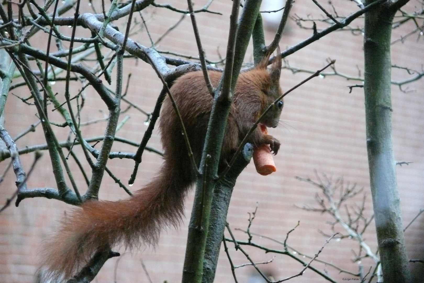 Eichhörnchen mit Möhre