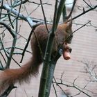 Eichhörnchen mit Möhre
