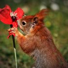 Eichhörnchen mit Mohnblume