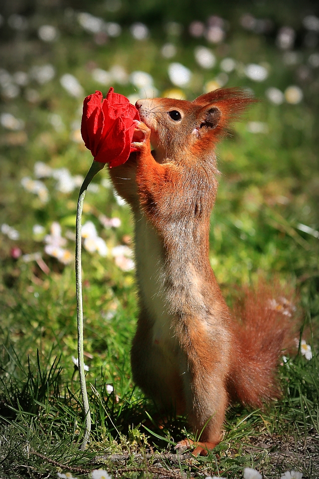 Eichhörnchen mit Mohnblume