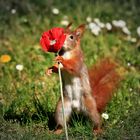 Eichhörnchen mit Mohnblume