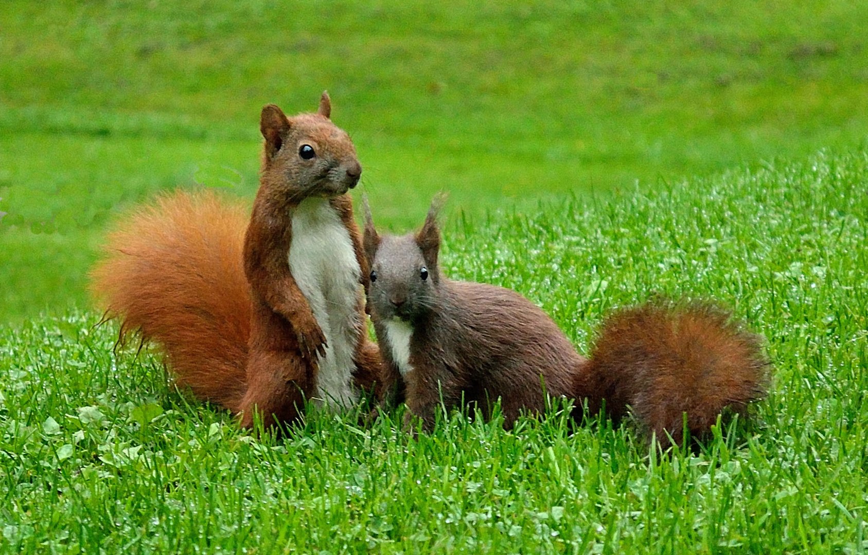 Eichhörnchen mit Nachwuchs