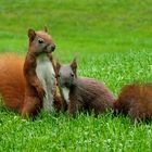 Eichhörnchen mit Nachwuchs