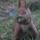 Eichhörnchen mit Nestmaterial