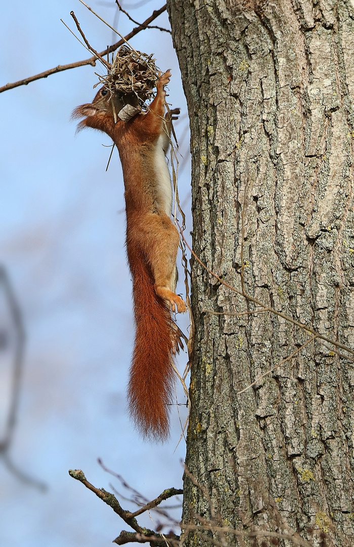  Eichhörnchen mit Nistmaterial