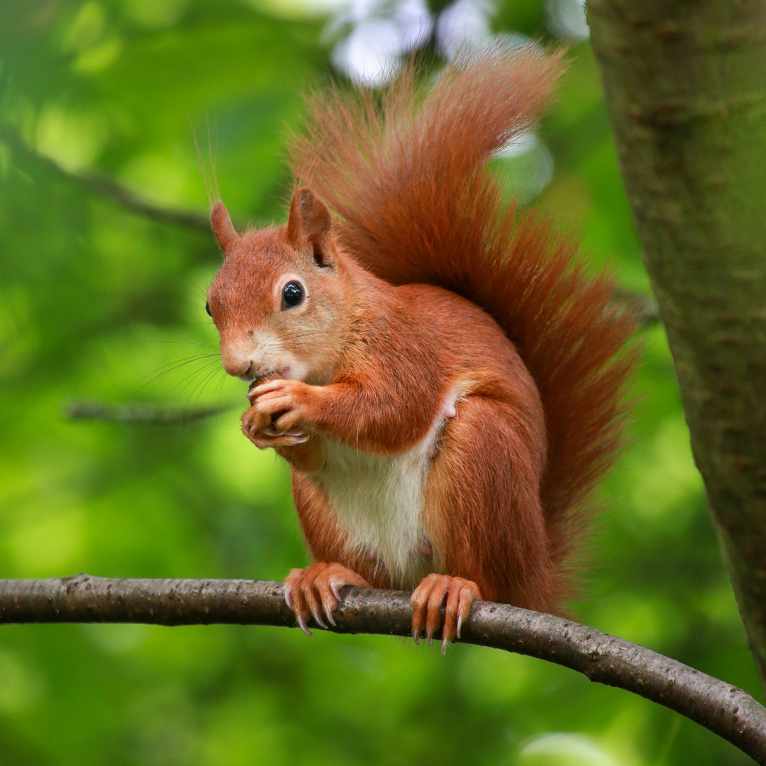 Eichhörnchen mit Nüsschen