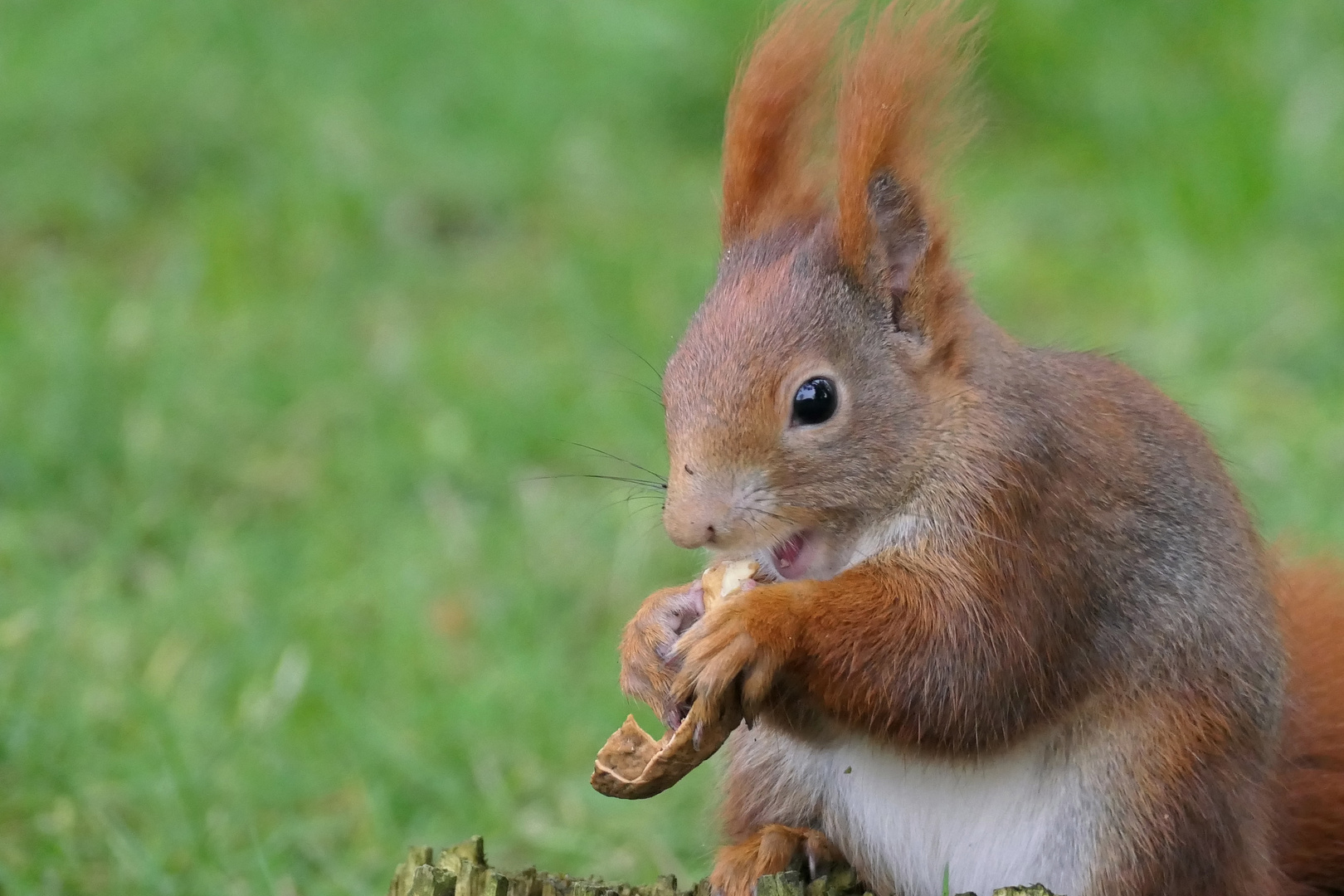 Eichhörnchen mit Nüssen in den Garten gelockt
