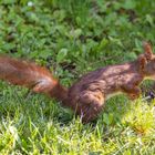 Eichhörnchen mit Nuss