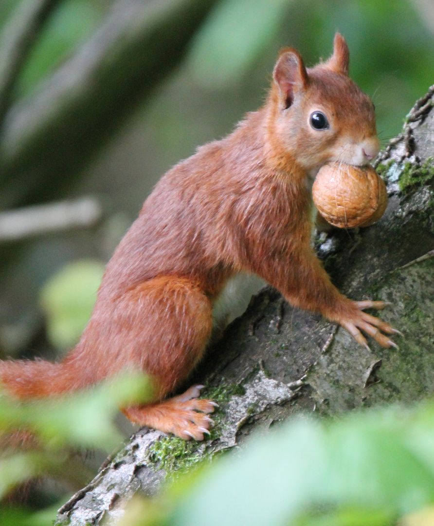 Eichhörnchen mit Nuss 