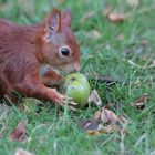 Eichhörnchen mit Nuss