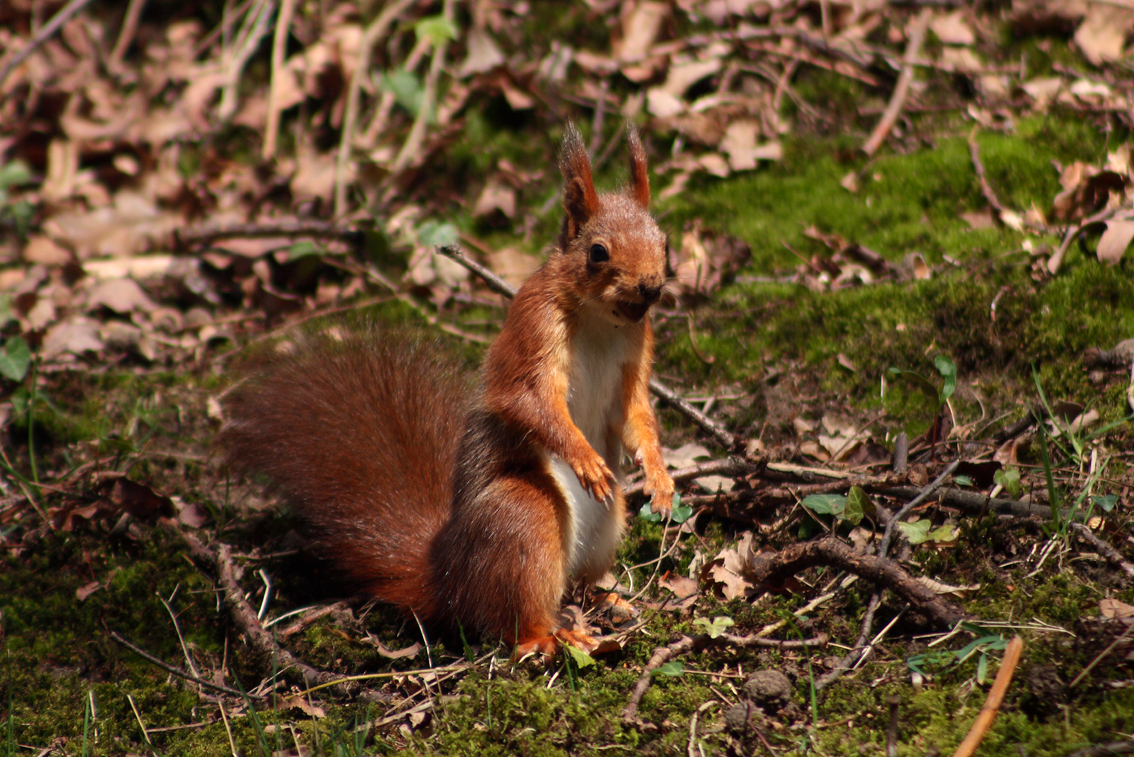 Eichhörnchen mit Nuss