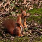 Eichhörnchen mit Nuss