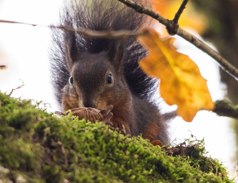 Eichhörnchen mit Nuss von bf3067 