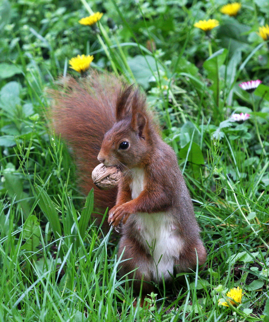 Eichhörnchen mit Nuß ...