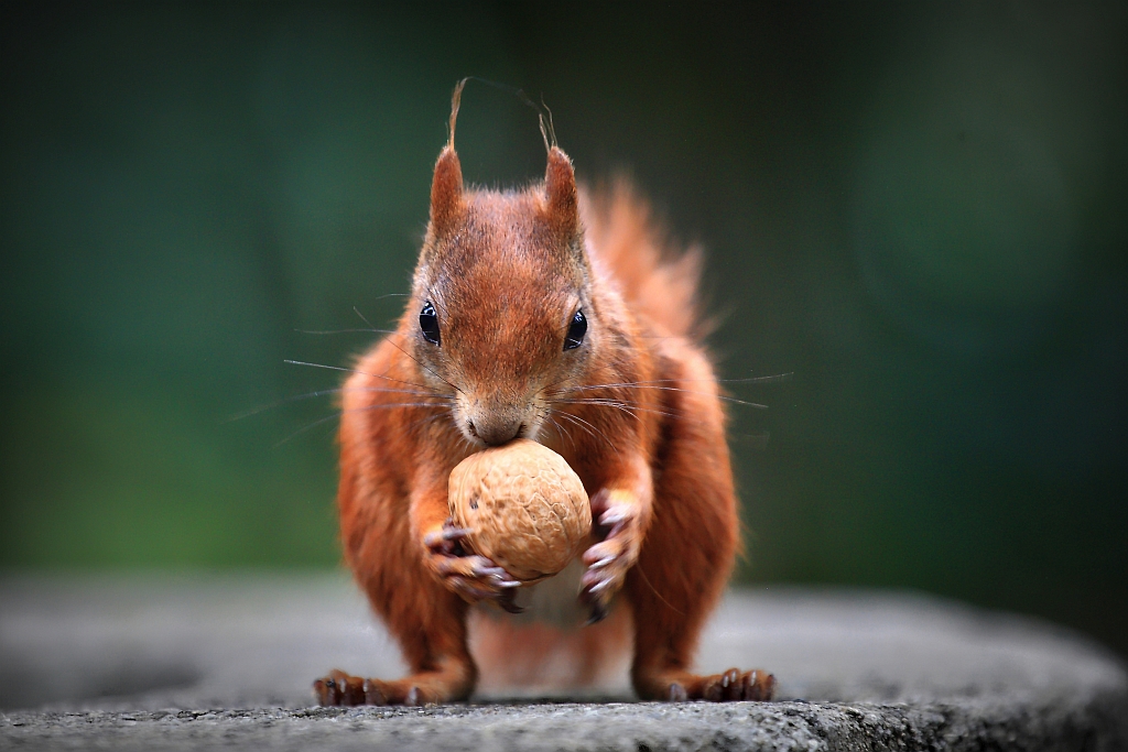 Eichhörnchen mit Nuss