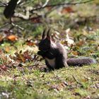 Eichhörnchen mit Nuss