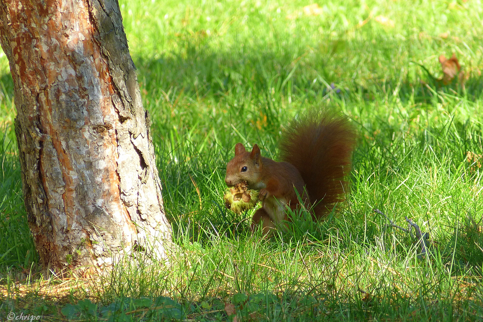 Eichhörnchen mit Nuss