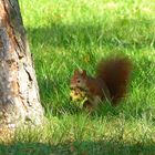 Eichhörnchen mit Nuss