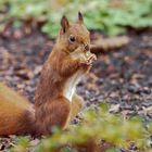 Eichhörnchen mit Nuss