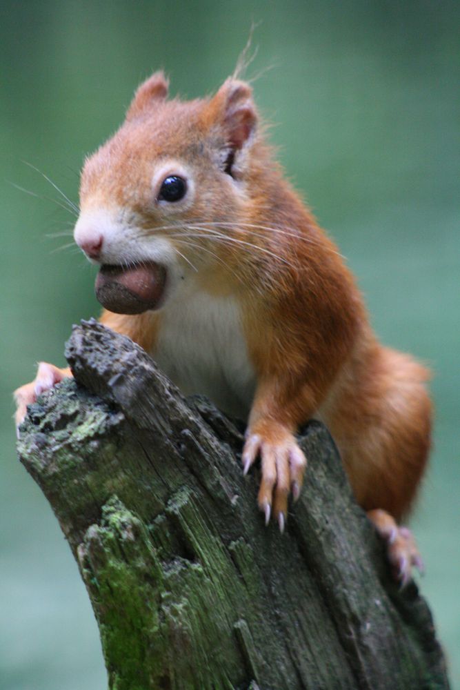 Eichhörnchen mit Nuss