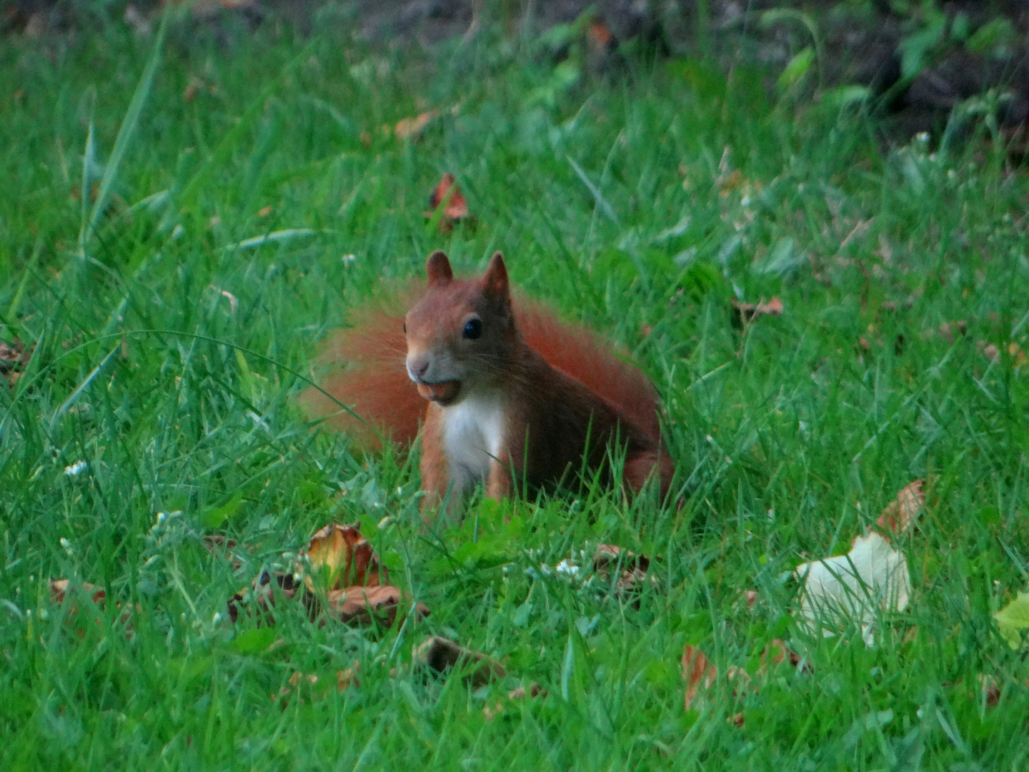 Eichhörnchen mit Nuss