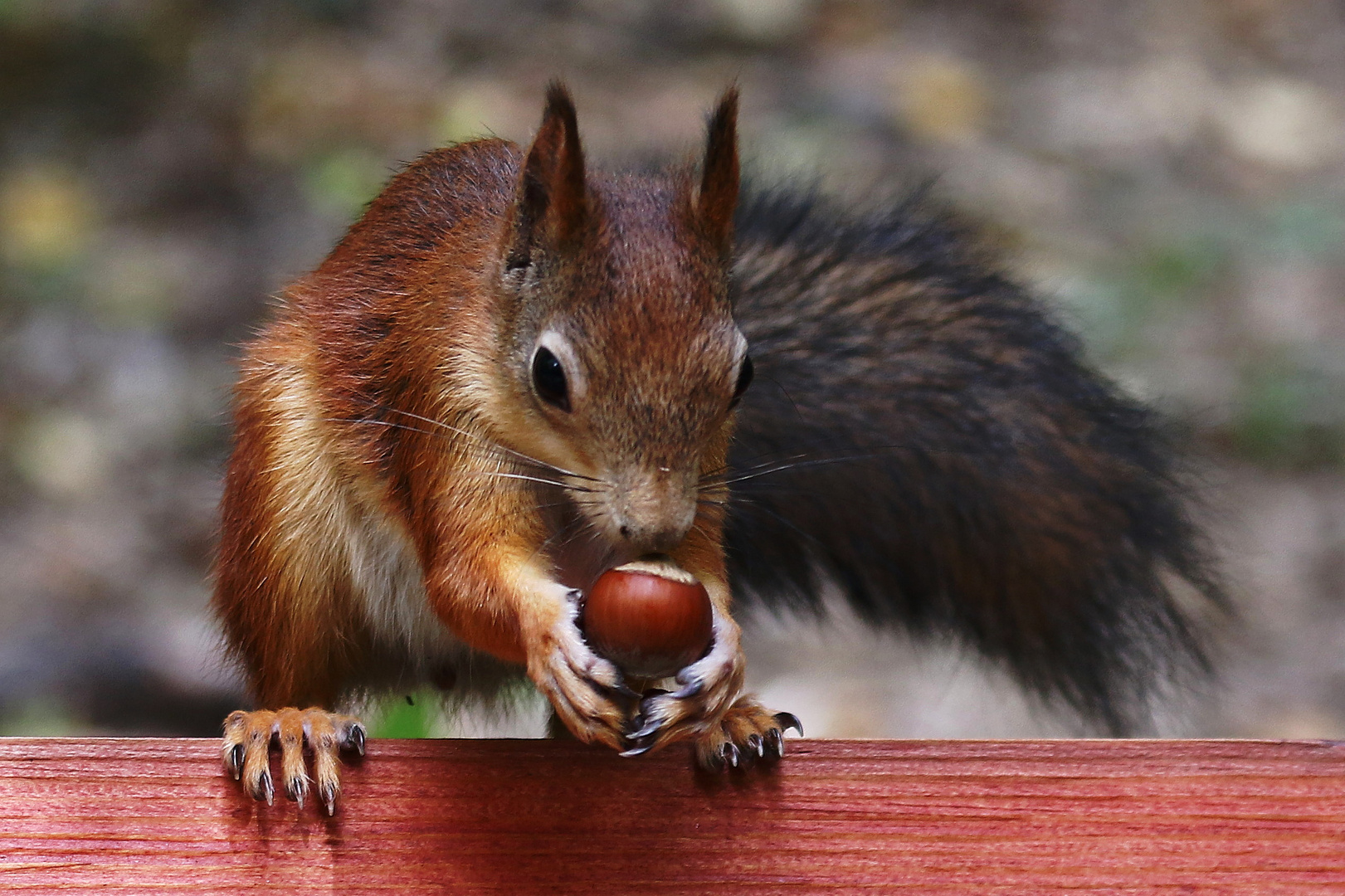 Eichhörnchen mit Nuss