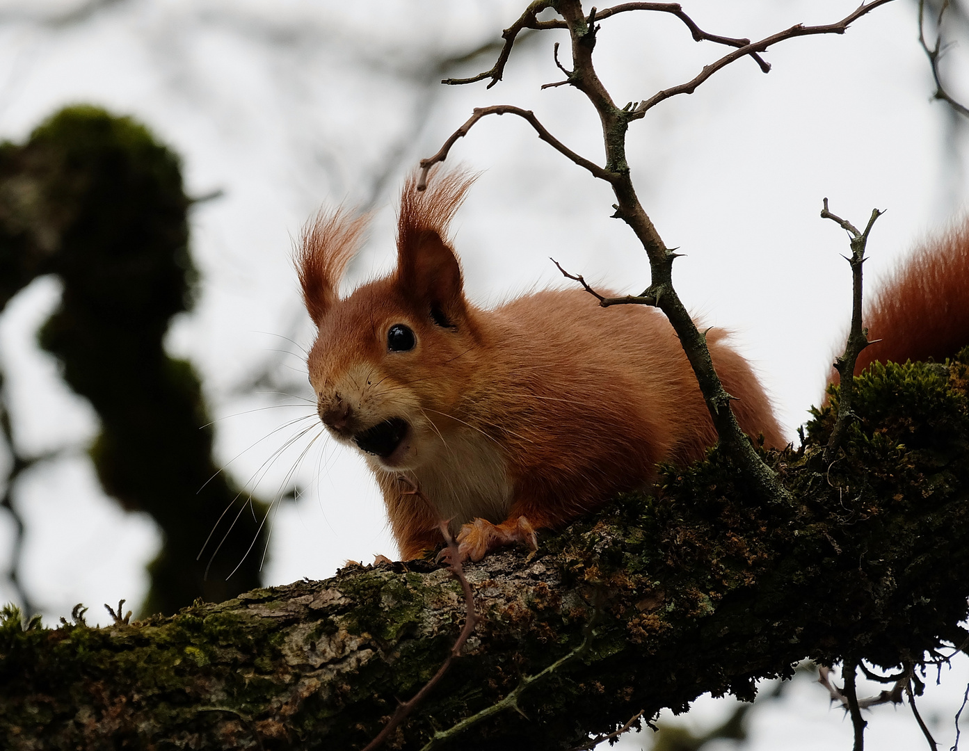 Eichhörnchen mit Nußkontrolle