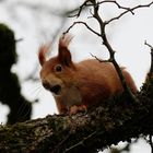 Eichhörnchen mit Nußkontrolle