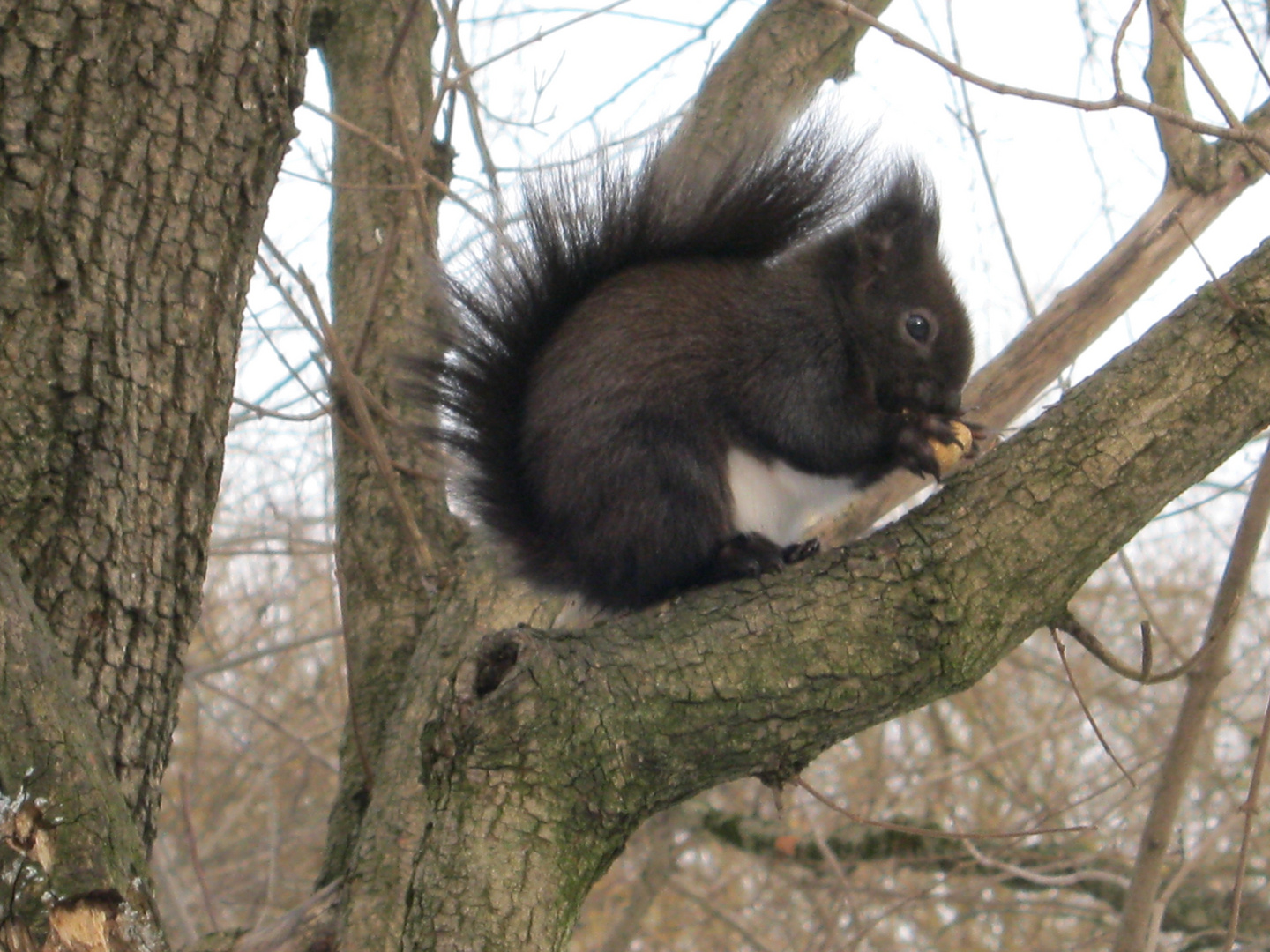 Eichhörnchen mit Pelz