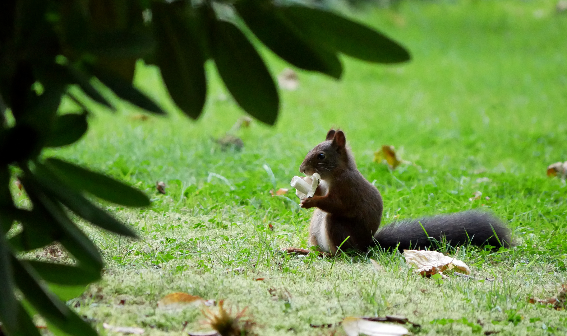 Eichhörnchen mit Pilz