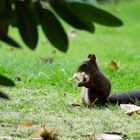 Eichhörnchen mit Pilz