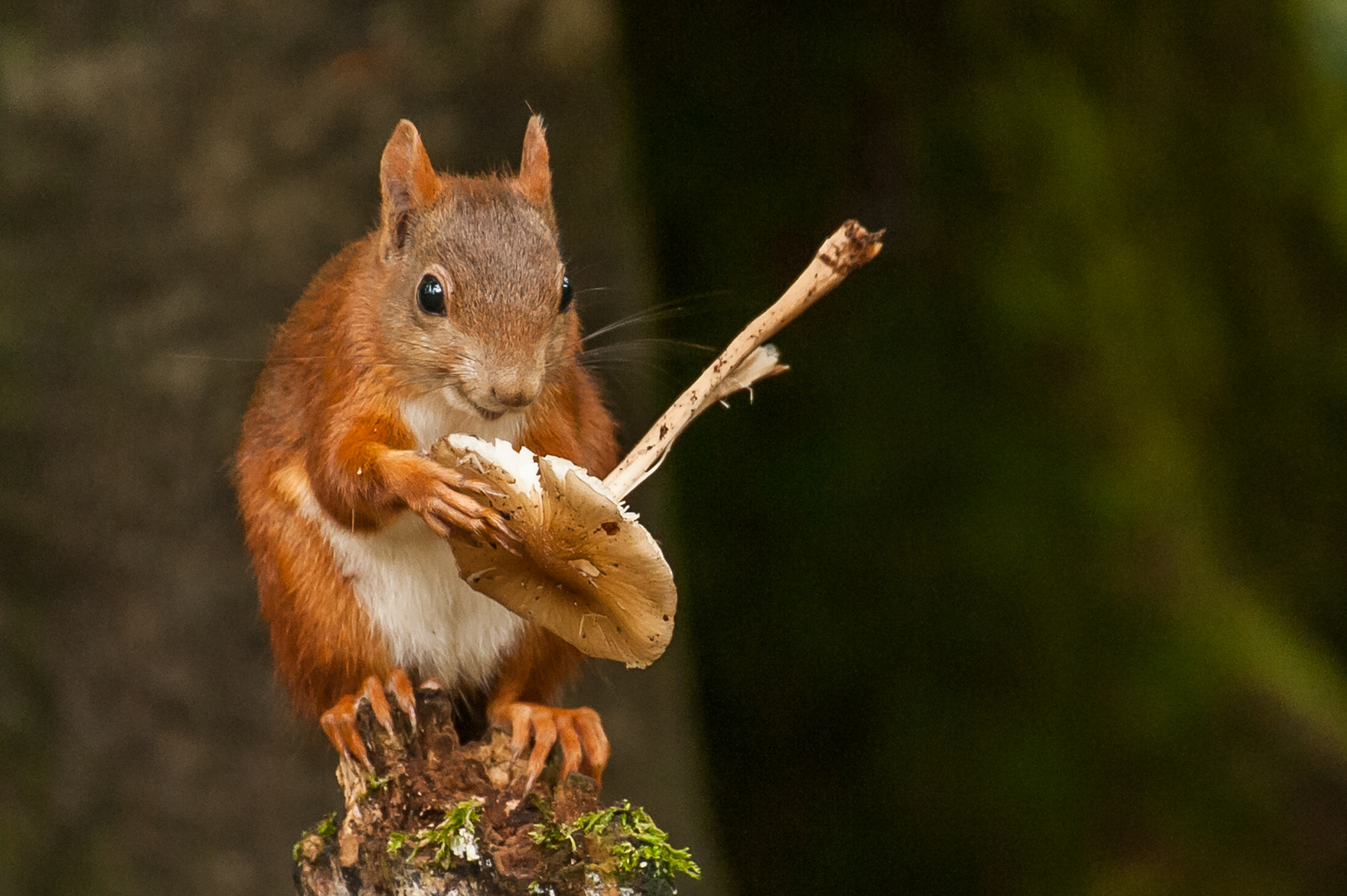 Eichhörnchen mit Pilz