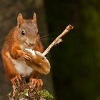 Eichhörnchen mit Pilz