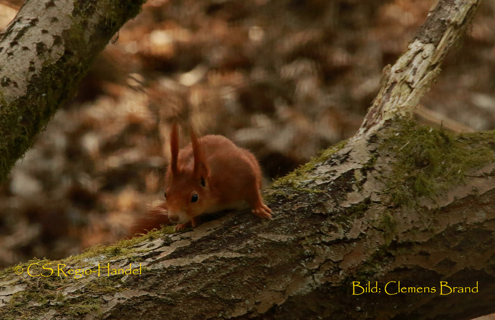 Eichhörnchen mit "Puschel-Ohren"