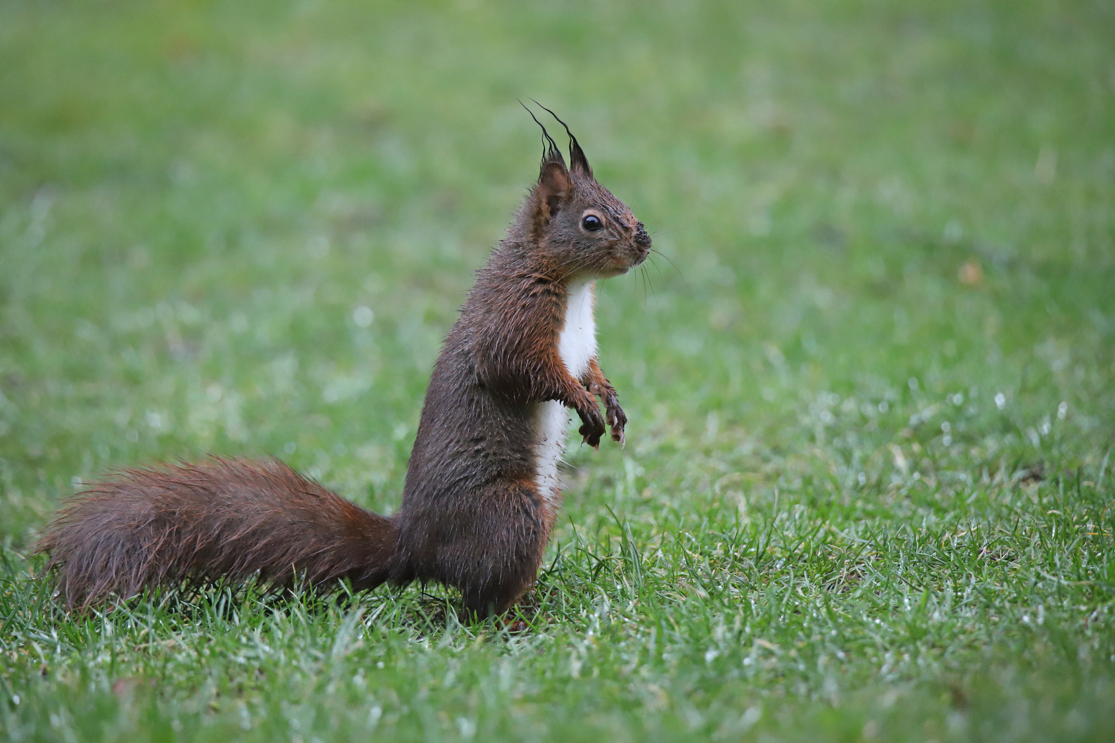 Eichhörnchen mit Schmuddelschnute