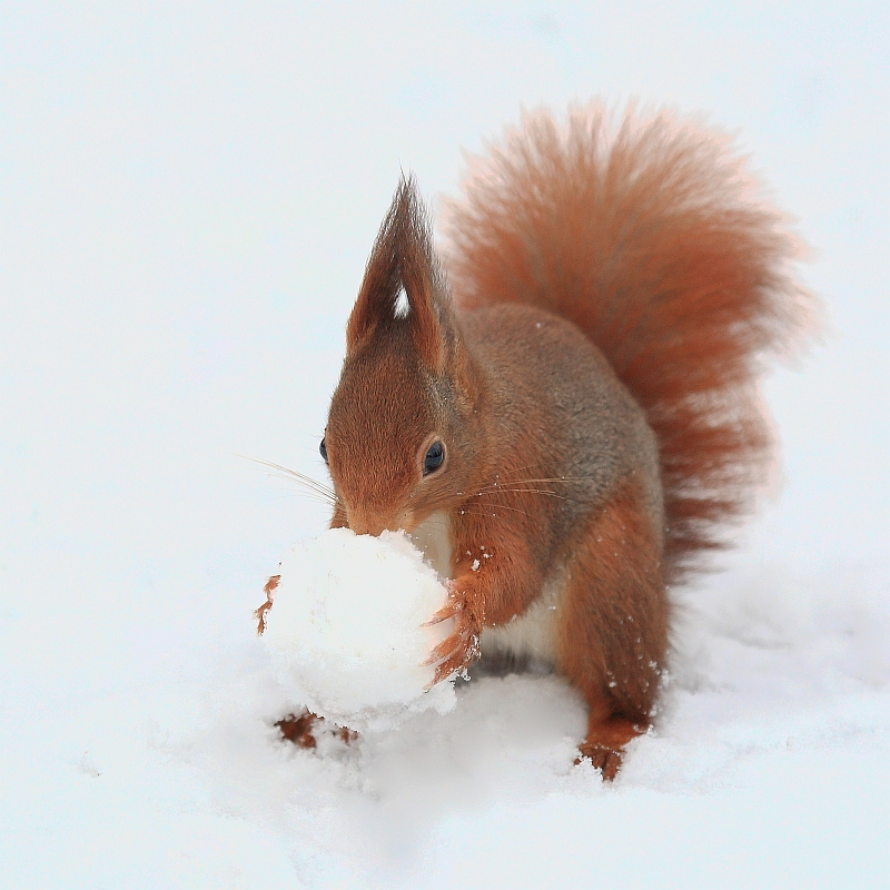 Eichhörnchen mit Schneeball