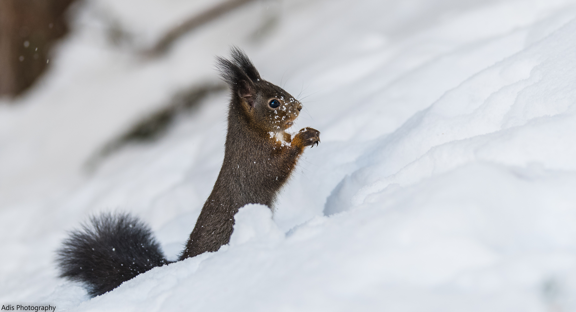 Eichhörnchen mit Schneeflocken