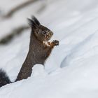 Eichhörnchen mit Schneeflocken