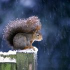 Eichhörnchen mit Schneeflocken