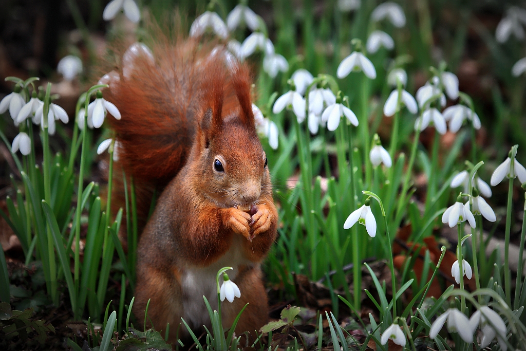 Eichhörnchen mit Schneeglöckchen