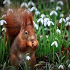 Eichhörnchen mit Schneeglöckchen