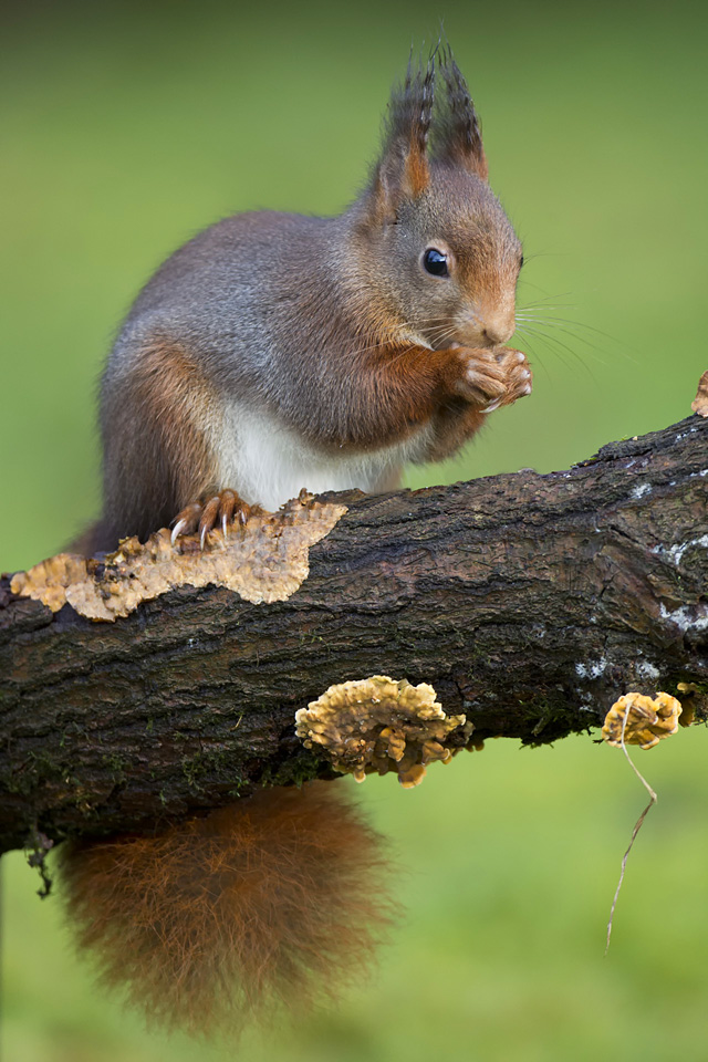 Eichhörnchen mit schöner Haarfrisur