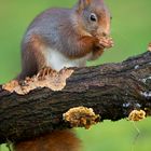 Eichhörnchen mit schöner Haarfrisur