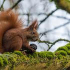 "Eichhörnchen mit schwarzer Nuss 2024"