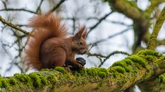 "Eichhörnchen mit schwarzer Nuss 2024"