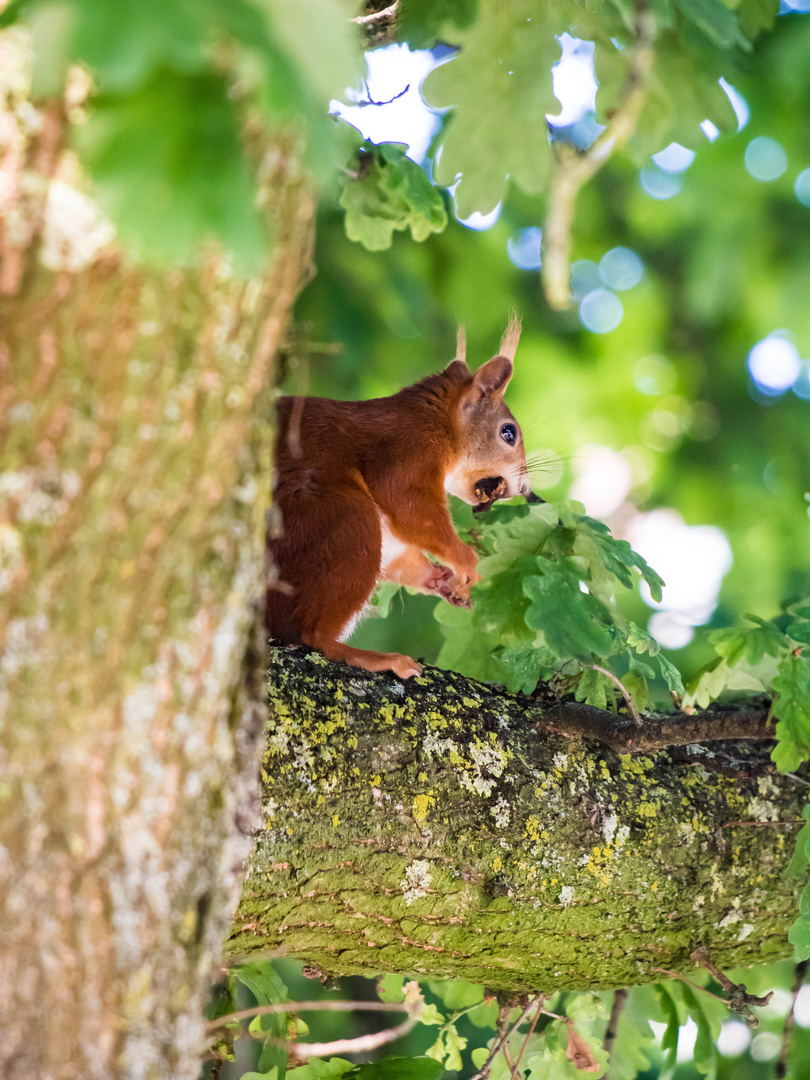 Eichhörnchen mit seiner nuss#2