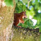 Eichhörnchen mit seiner nuss#2